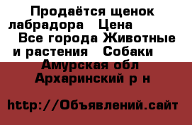 Продаётся щенок лабрадора › Цена ­ 30 000 - Все города Животные и растения » Собаки   . Амурская обл.,Архаринский р-н